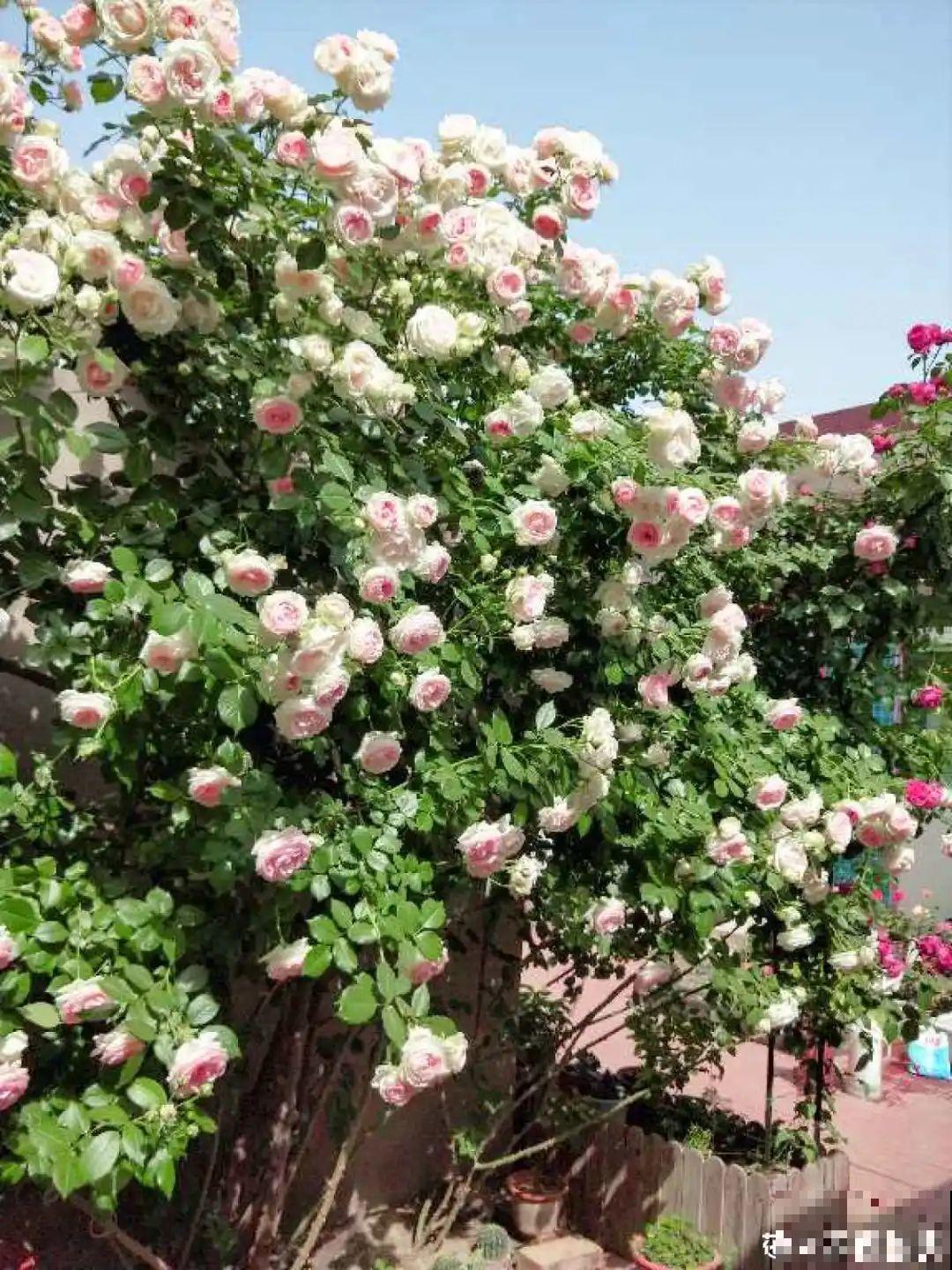 带着父母回农村，把老院子种满花，过简单生活