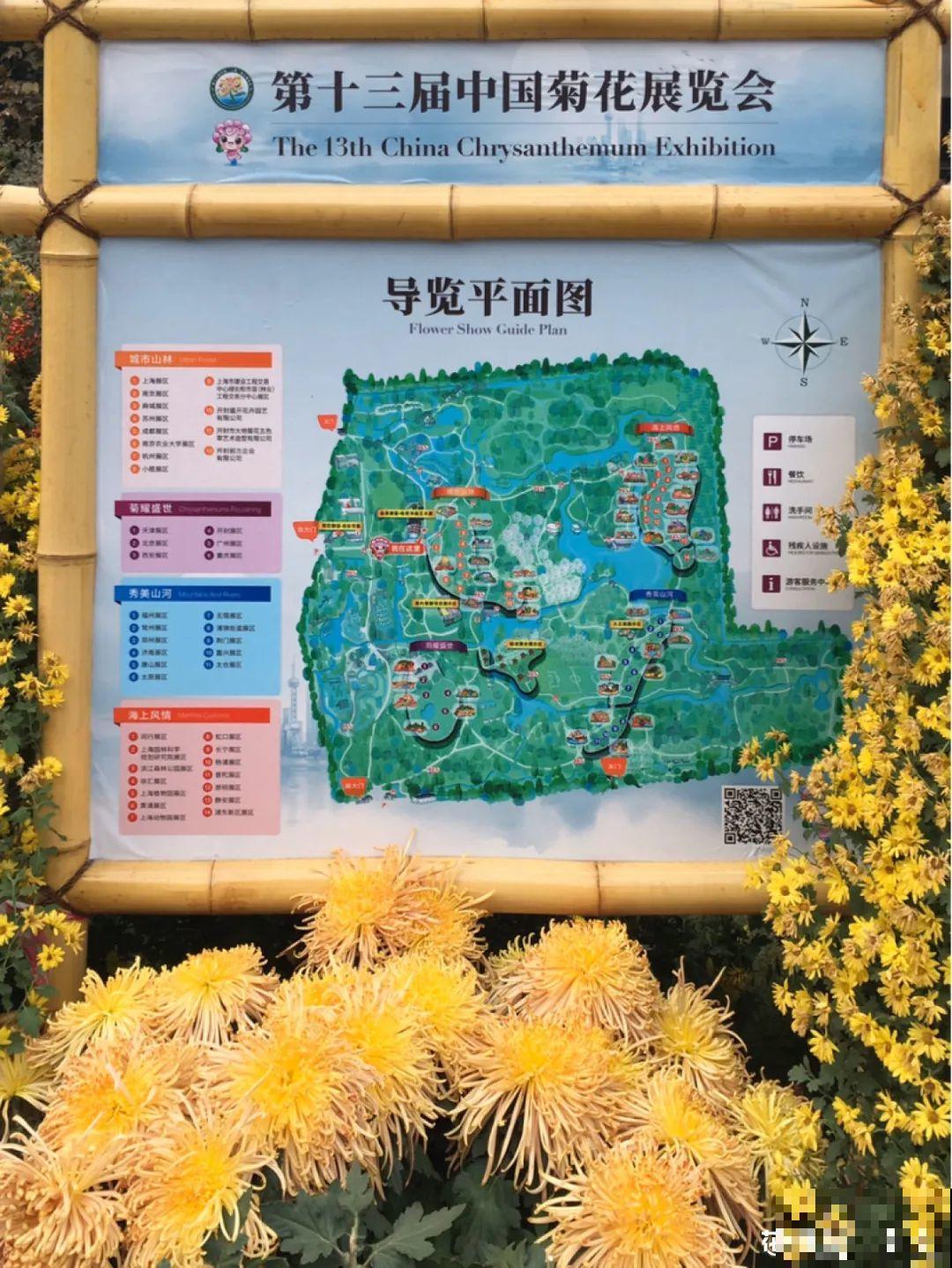 一盆菊花一万二，能开出七个颜色，真是少见