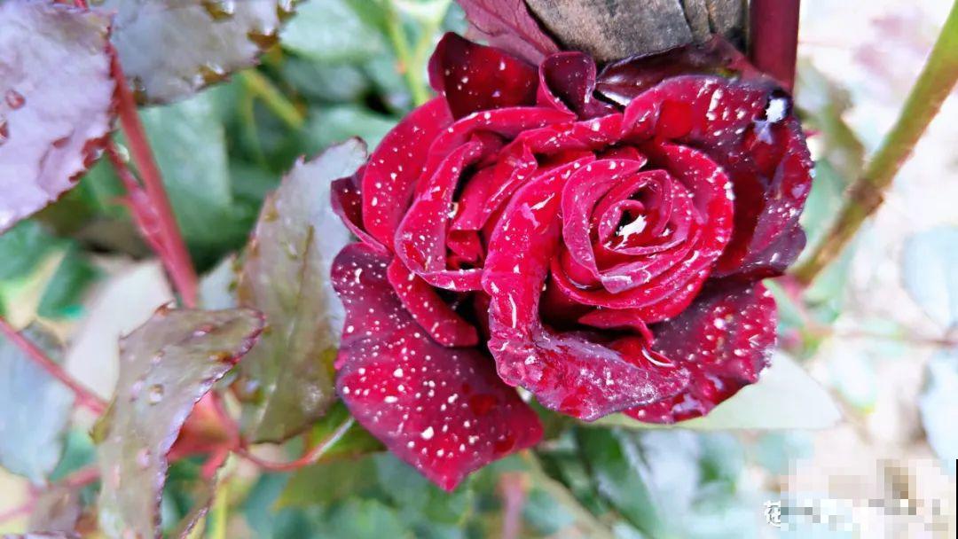 现在给花上秋肥，杆子粗、叶子密，不然冬天都冻死