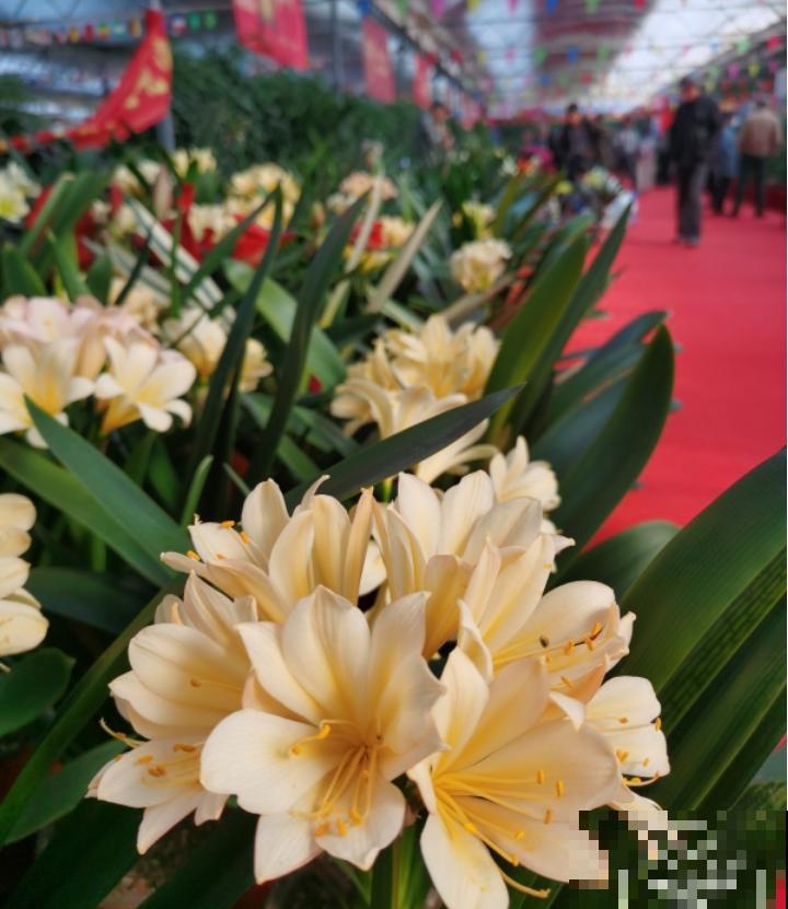 66万一盆的花，真是够贵的，打工几十年也攒不出一盆