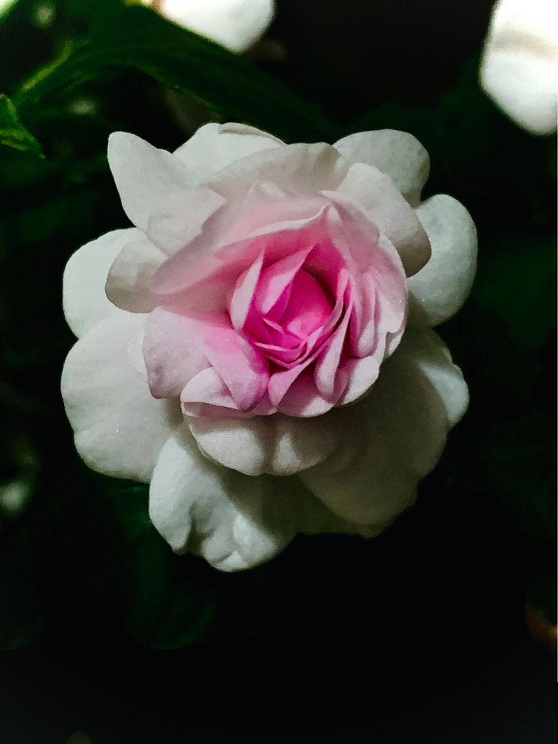 阳台党的“爆花神器”，花中的“白雪公主”，冬天养正合适