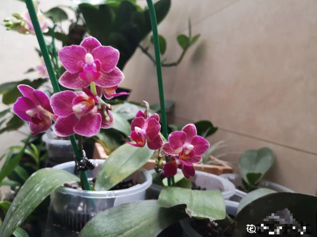 养花“急救”方法，1步搞定，别越拖越严重！