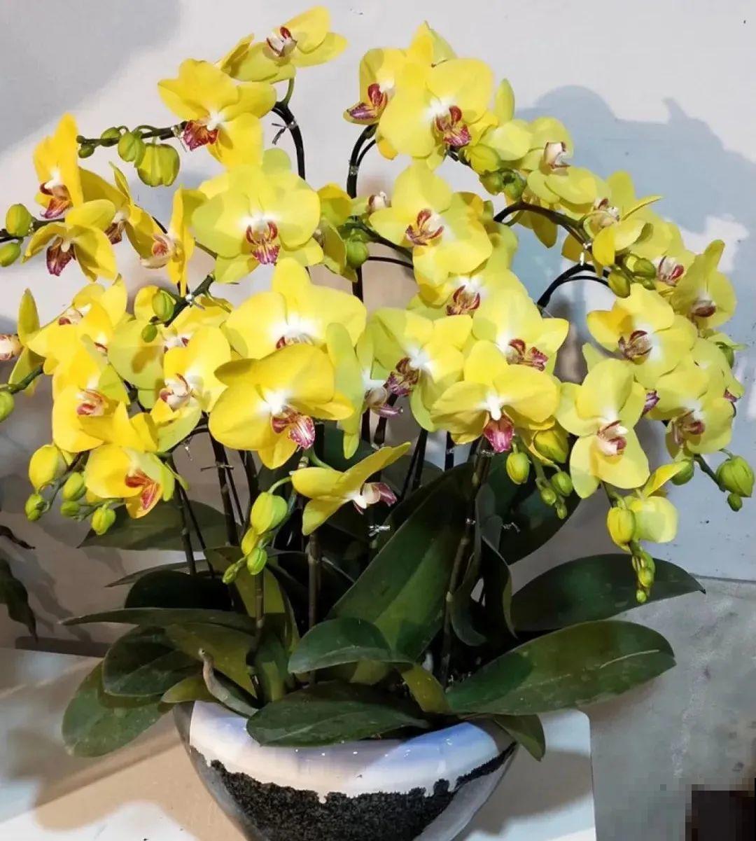 10种花，冬天别喷水，越喷越烂叶，变成光杆特丑