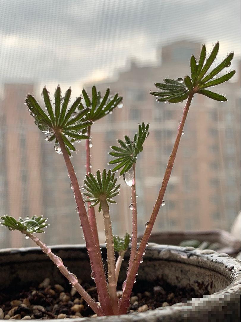 绿植的8个求救信号，多记住一个，就能多救一盆花