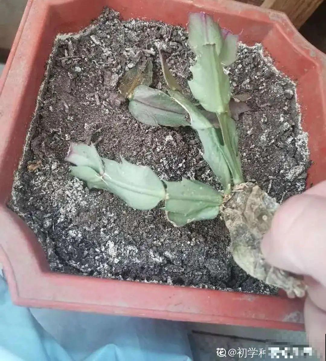 蟹爪兰软趴趴、掉花苞？它有“5怕”，避开后，叶片硬如铁！