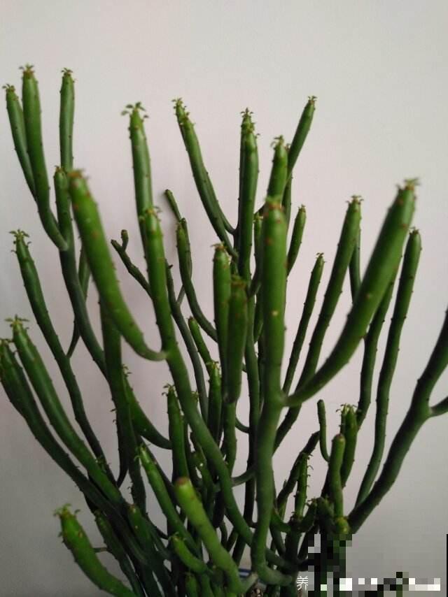 1种花只有“绿杆子”，太阳一照碧绿通透，还有招财好兆头