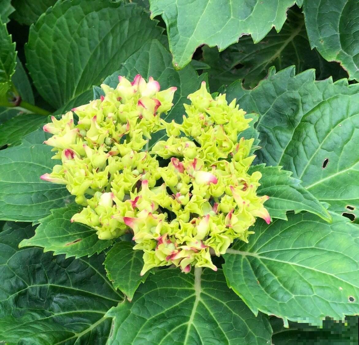 12月养绣球,要做4个核心工作,来年开花比脸还大 12月养绣球,要做4个核心工作,来年开花比脸还大