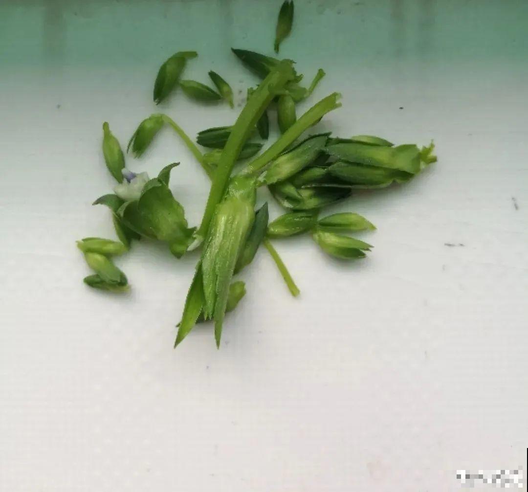 秋天在家养盆“香香花”，满屋子香味，还特耐寒