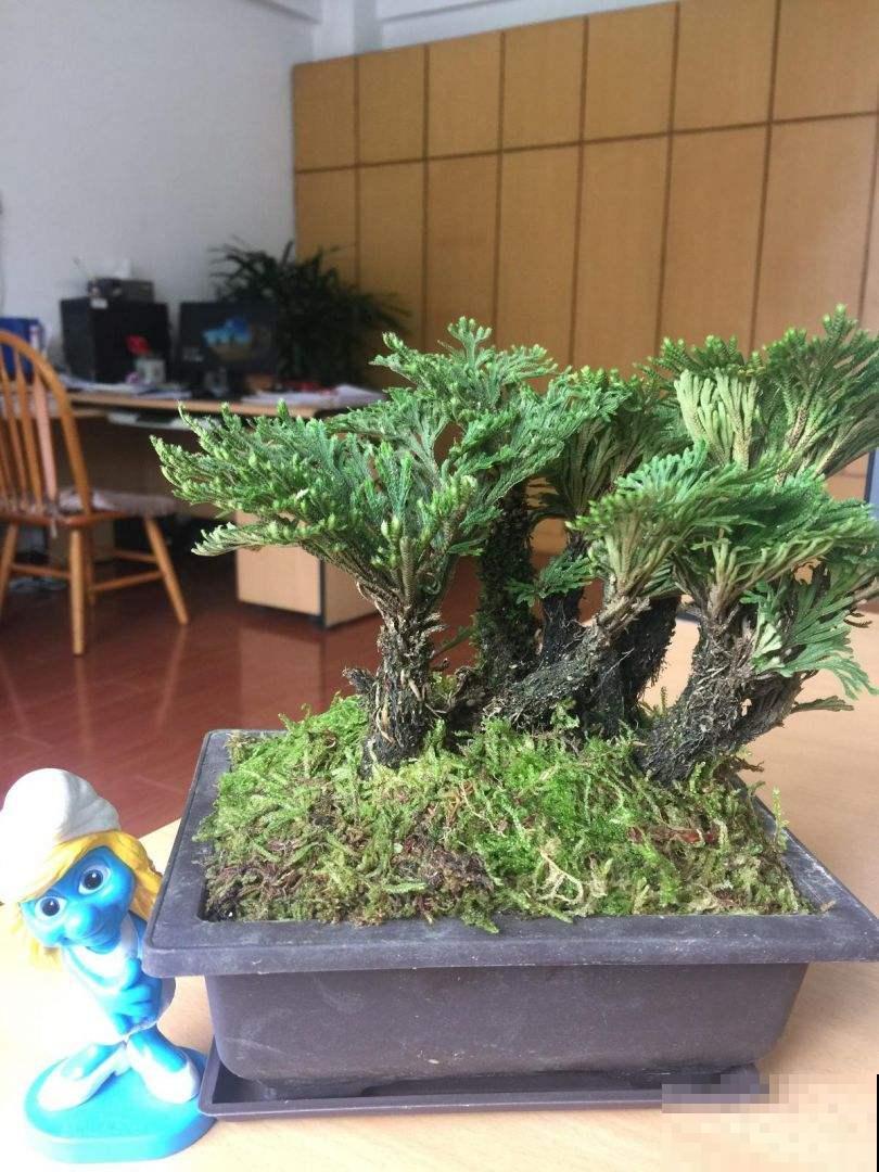 1种花名叫“九死还魂草”，干成“枯草”后浇点水，照样恢复生机