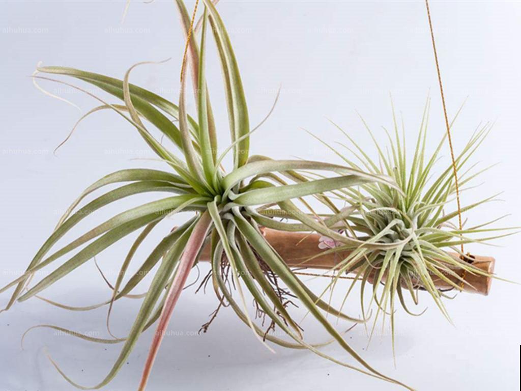 今年超火的10种网红植物，气质满满，养在家里提升格调