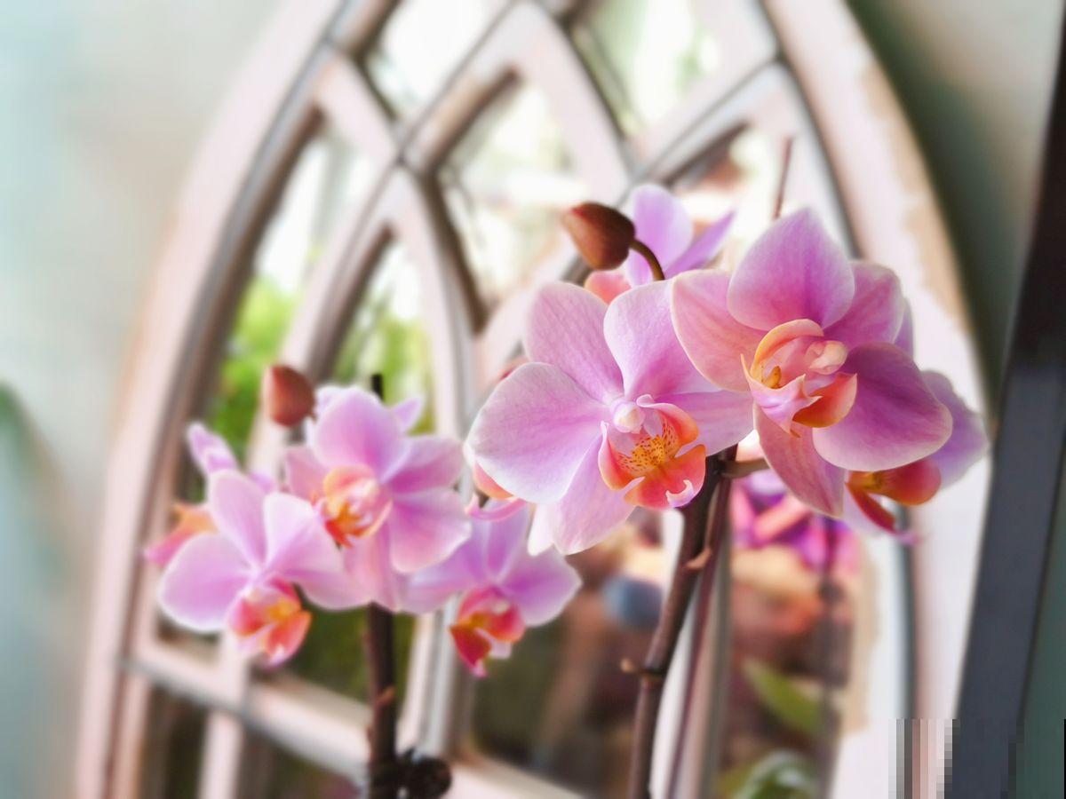 植物趣味问答，12道题，测出你对植物的了解度