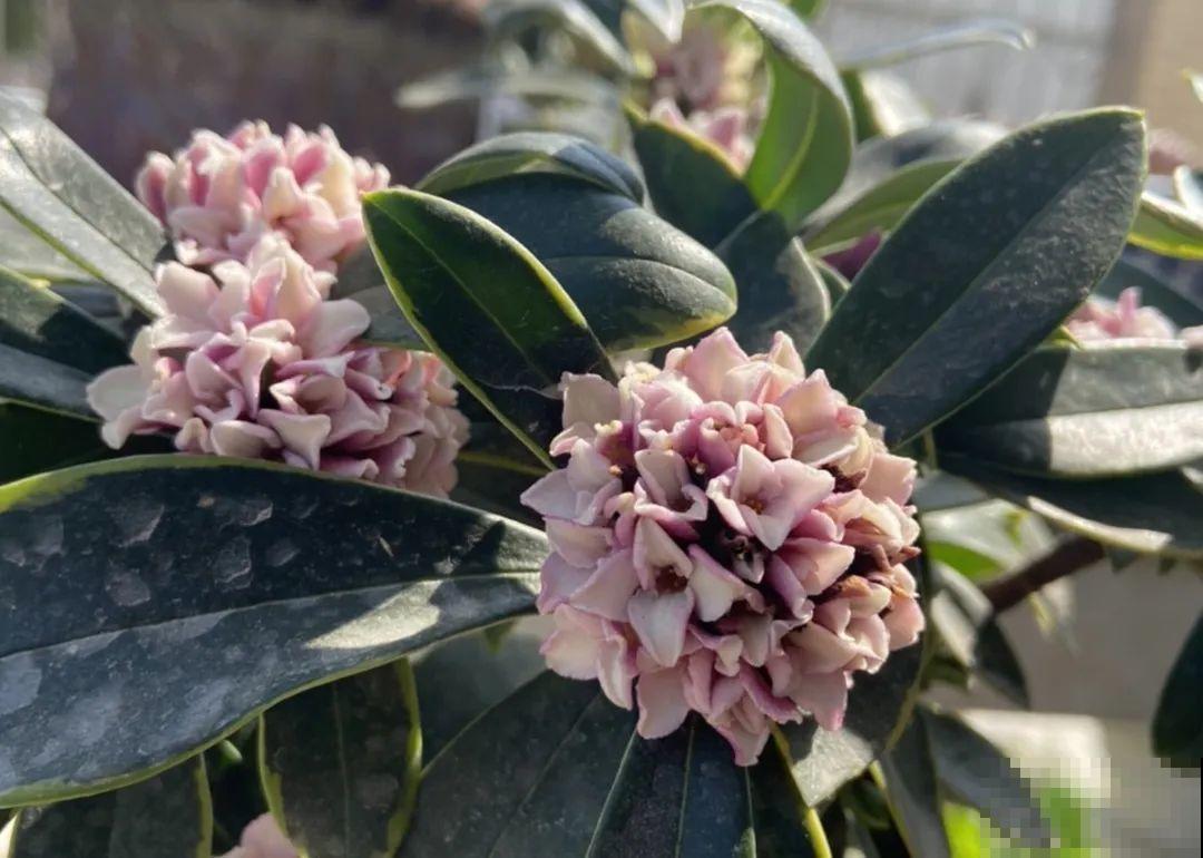 秋天在家养盆“香香花”，满屋子香味，还特耐寒