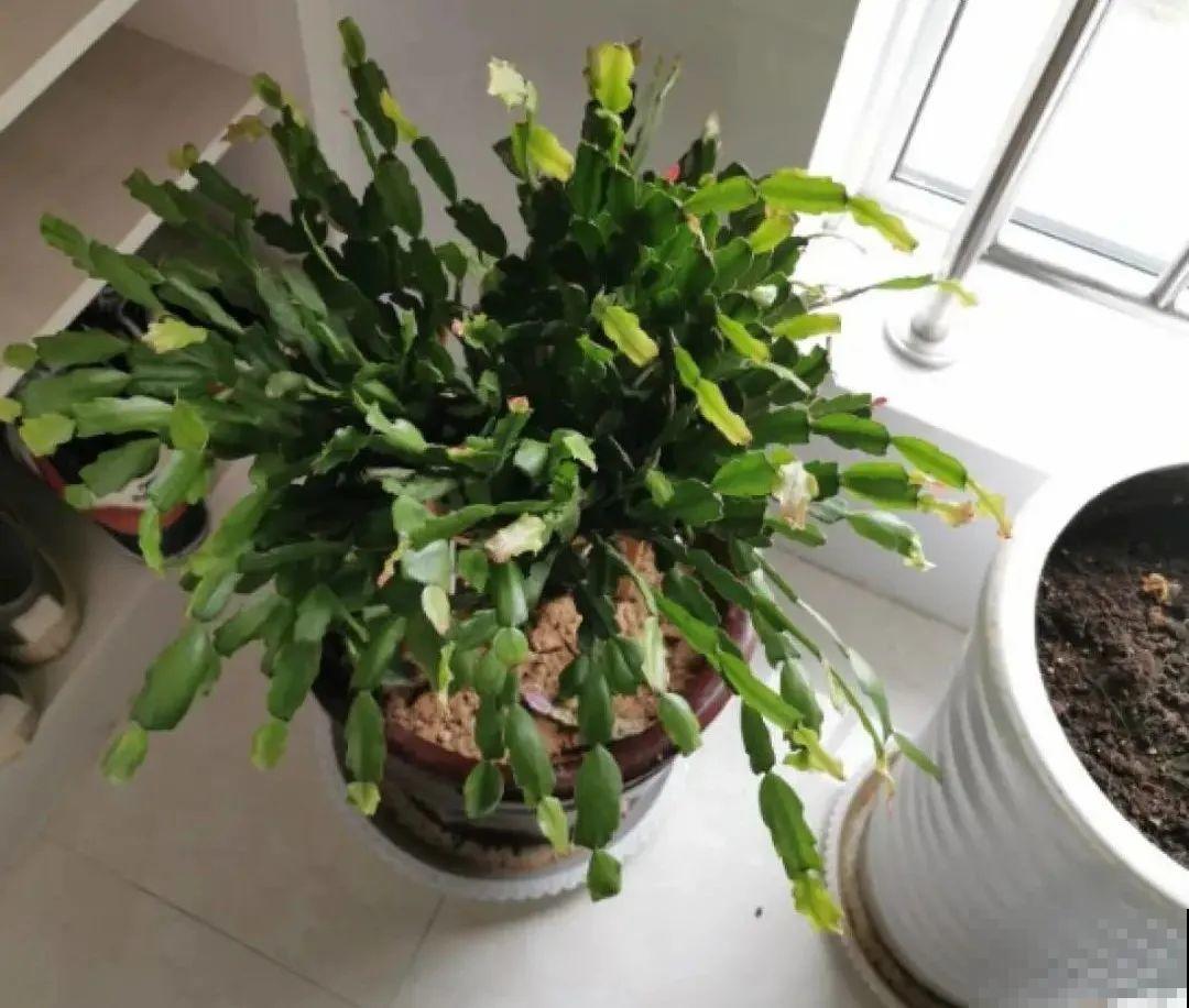 蟹爪兰软趴趴、掉花苞？它有“5怕”，避开后，叶片硬如铁！