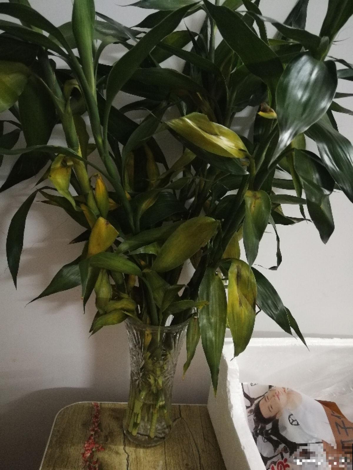 水培富贵竹总黄叶，关键是施肥有问题，2个要点解决问题