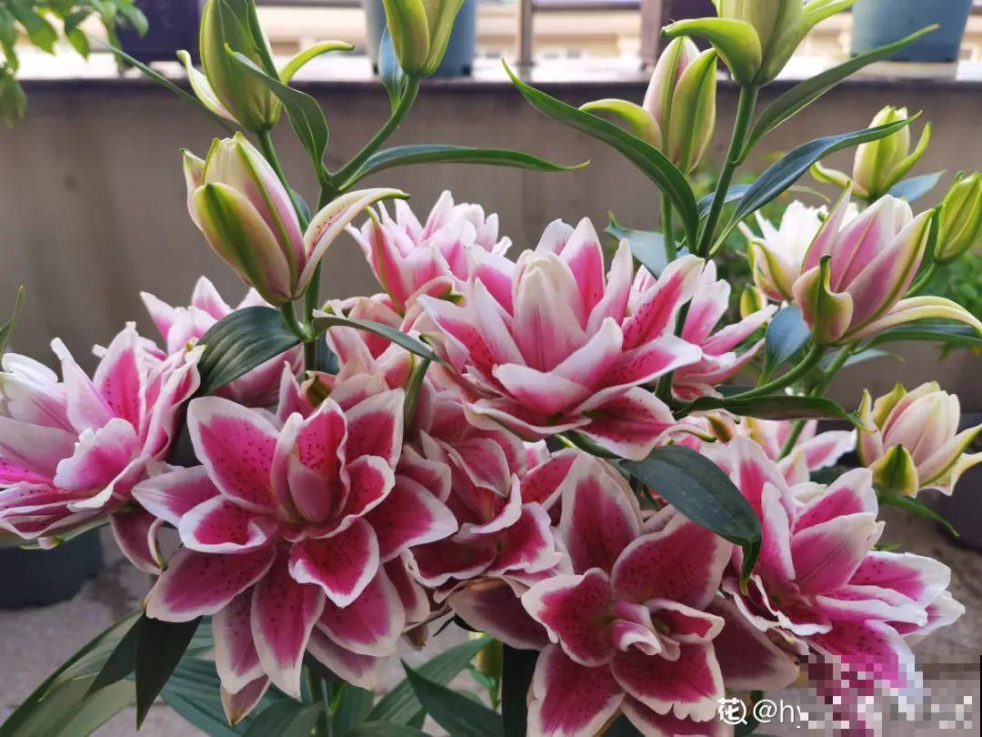 超好养的花，土里埋个“球”，俩月开出比脸大的花，满屋飘香