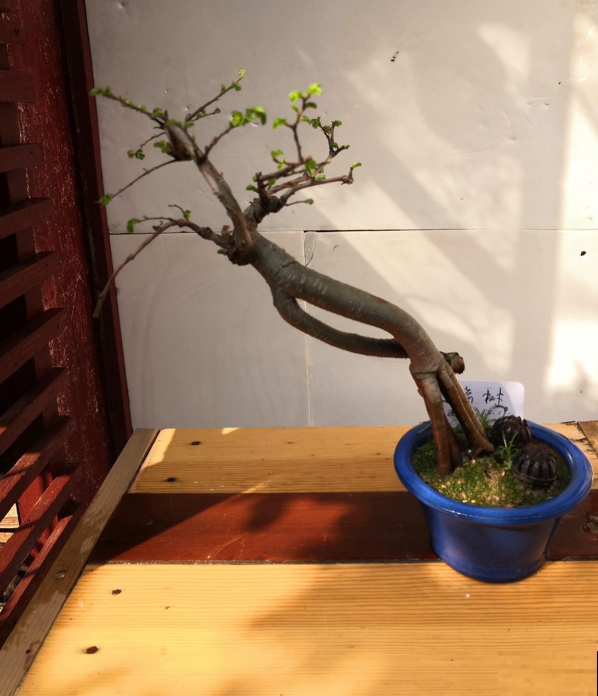 “宅后有榆，百鬼不近”，庭院里养一棵榆树，镇宅又吉祥