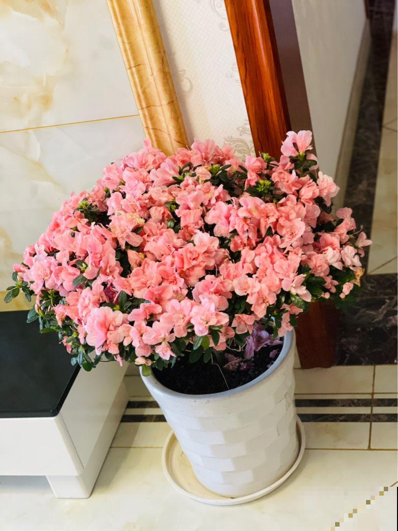 想让杜鹃开花多得不见叶,掌握5个“窍门”,满盆开爆花很简单 想让杜鹃开花多得不见叶,掌握5个“窍门”,满盆开爆花很简单