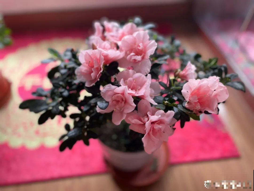 8种花，年年买，年年养死，今年可别当冤大头