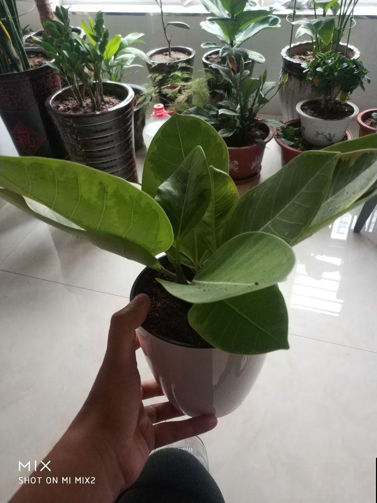 叶大招财的花,5种适合养在家里的绿植,美观大气又吉祥 叶大招财的花,5种适合养在家里的绿植,美观大气又吉祥