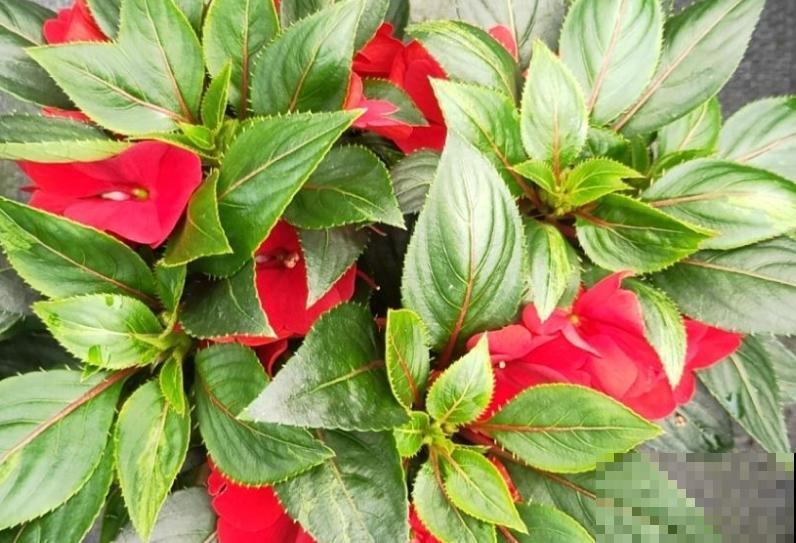 人养花三年,花养人一生,45年中医爱养的花,堪称植物“小药箱” 人养花三年,花养人一生,45年中医爱养的花,堪称植物“小药箱”