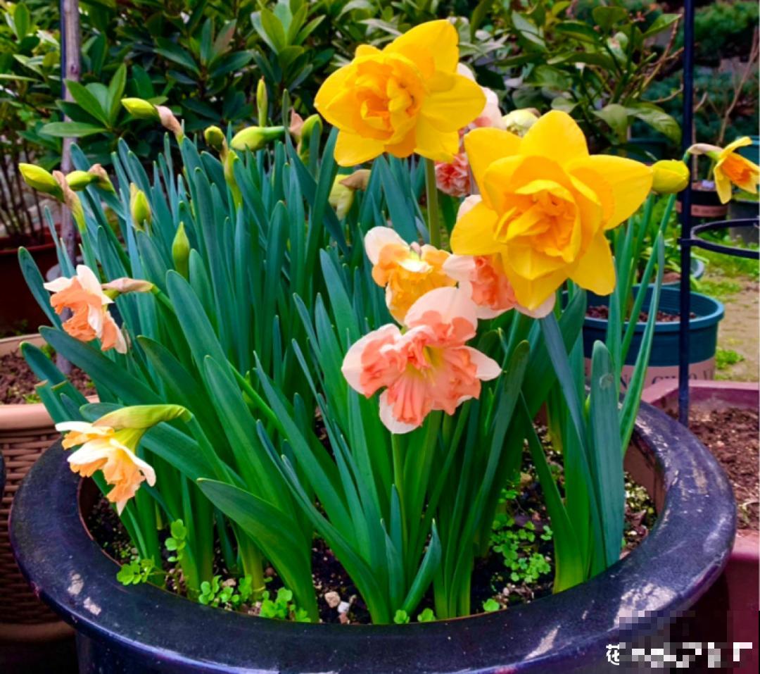 20种花，现在养正是开花好时候，再晚就过季了