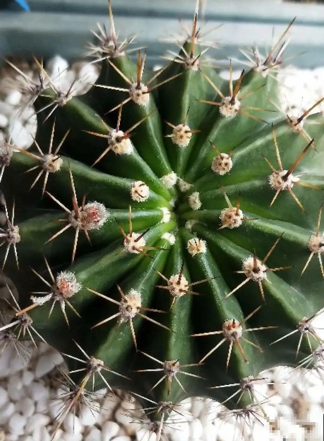 10种花，冬天别喷水，越喷越烂叶，变成光杆特丑