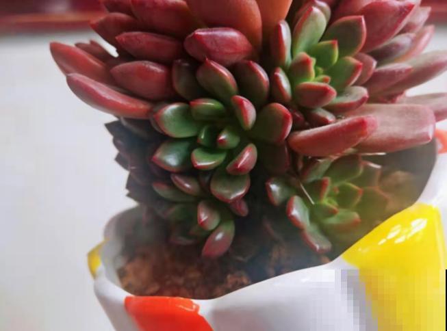 红宝石养好了，一片叶子也能变小苗，还不用操心！