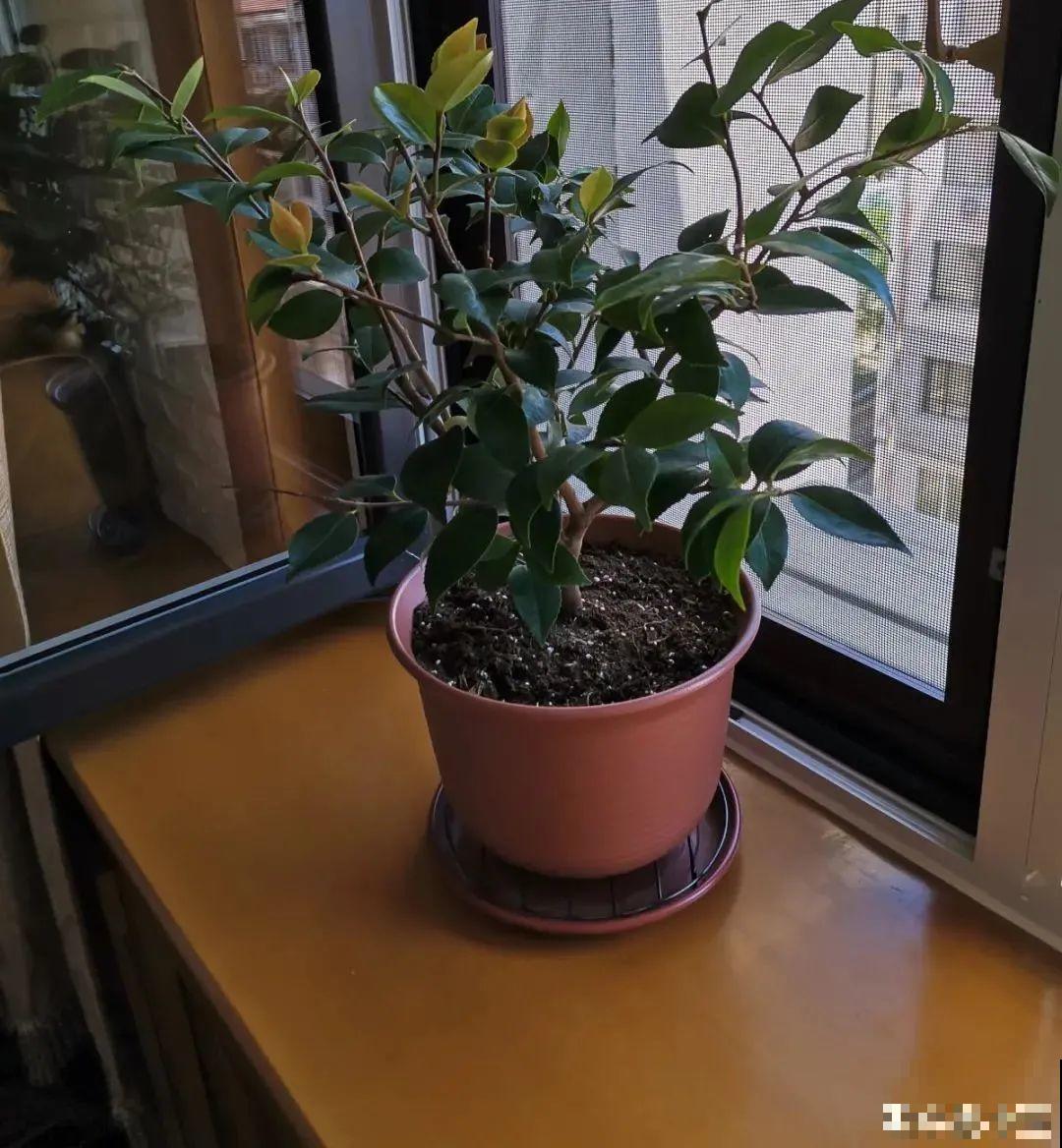 长在审美点上的茶花,香气袭人,花香满是高级感 长在审美点上的茶花,香气袭人,花香满是高级感