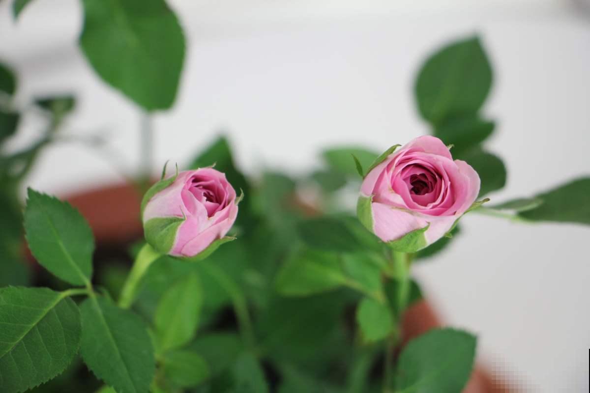 能把月季养好的人,都很有格局,这3种东西从来不小气 能把月季养好的人,都很有格局,这3种东西从来不小气