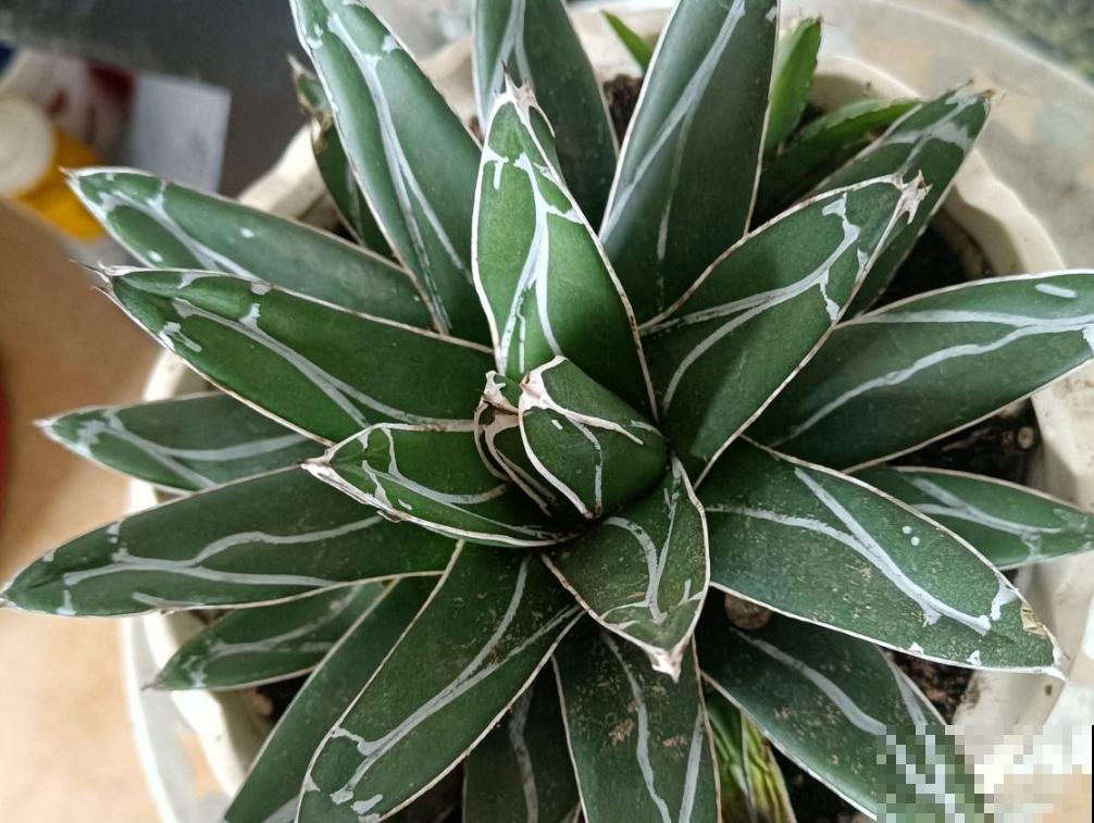 多肉僵苗千万别嫌弃，只需做好两方面，轻松解决问题