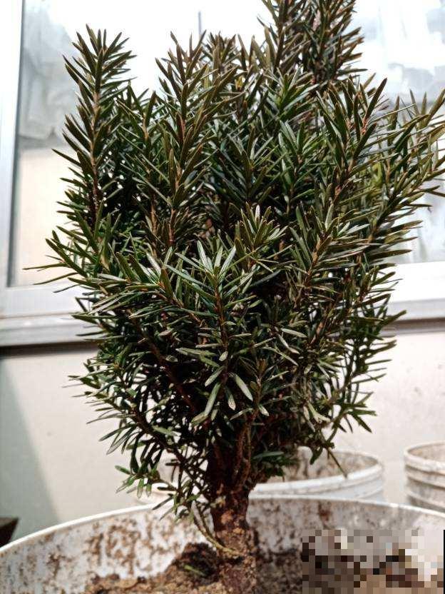 红豆杉想要养好，注意4要点，枝条挺拔叶子有型