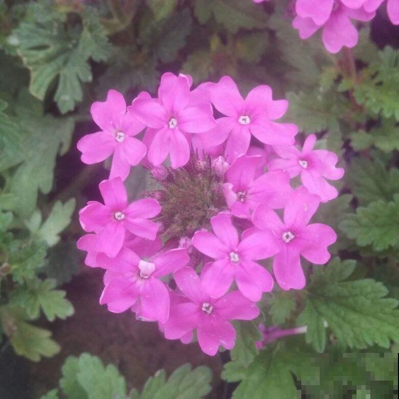 1种“美女花”，长在路边是野花，回家种就成了“开花机器”