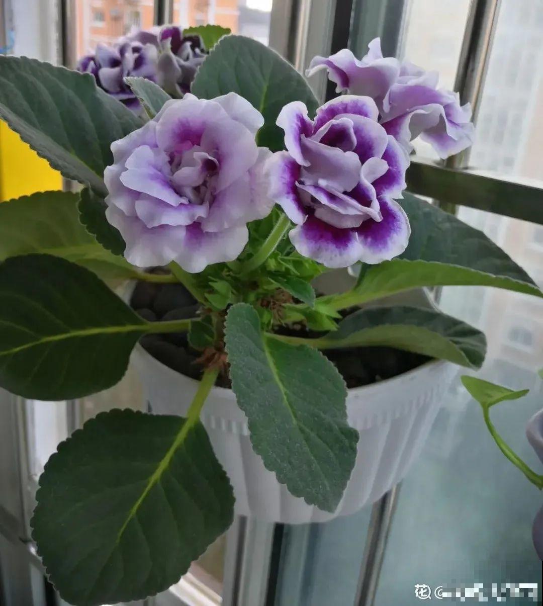 冬天6类花,叶片和花苞别喷水,一喷就烂了 冬天6类花,叶片和花苞别喷水,一喷就烂了