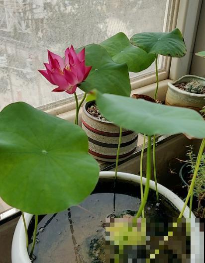头像是花朵的人，年纪没有五十也有四十了，你同意吗