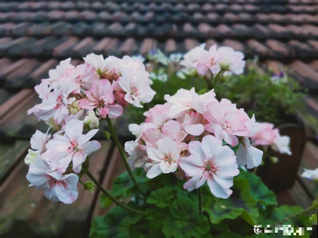 秋天种16种花，冬天就能开爆盆，满盆都是花