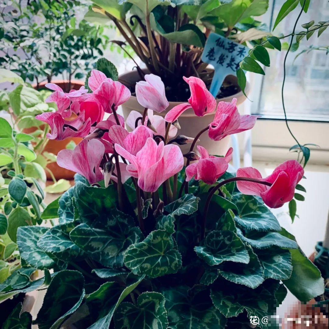 10种花冬天不能断水，勤浇水才能长得旺，叶子油亮有光泽