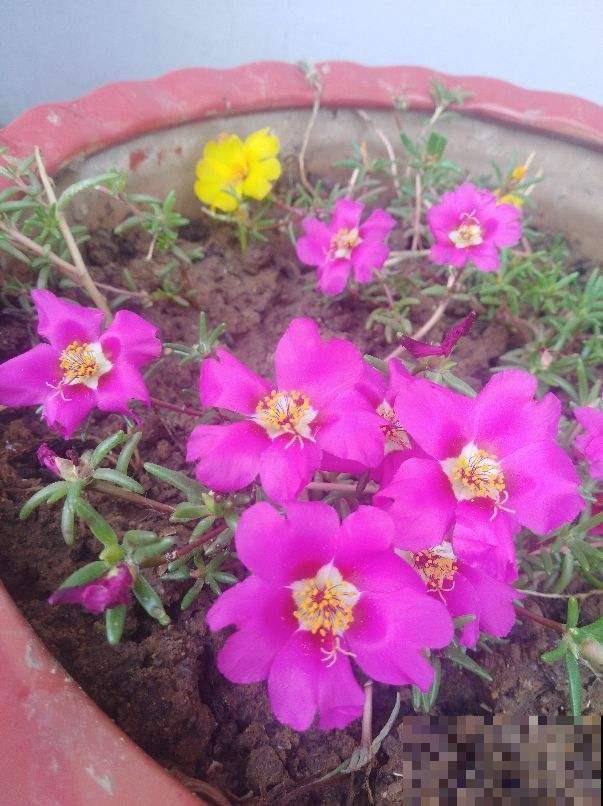 5个道理,养花10年才逐渐懂得,养花更是养人心 5个道理,养花10年才逐渐懂得,养花更是养人心