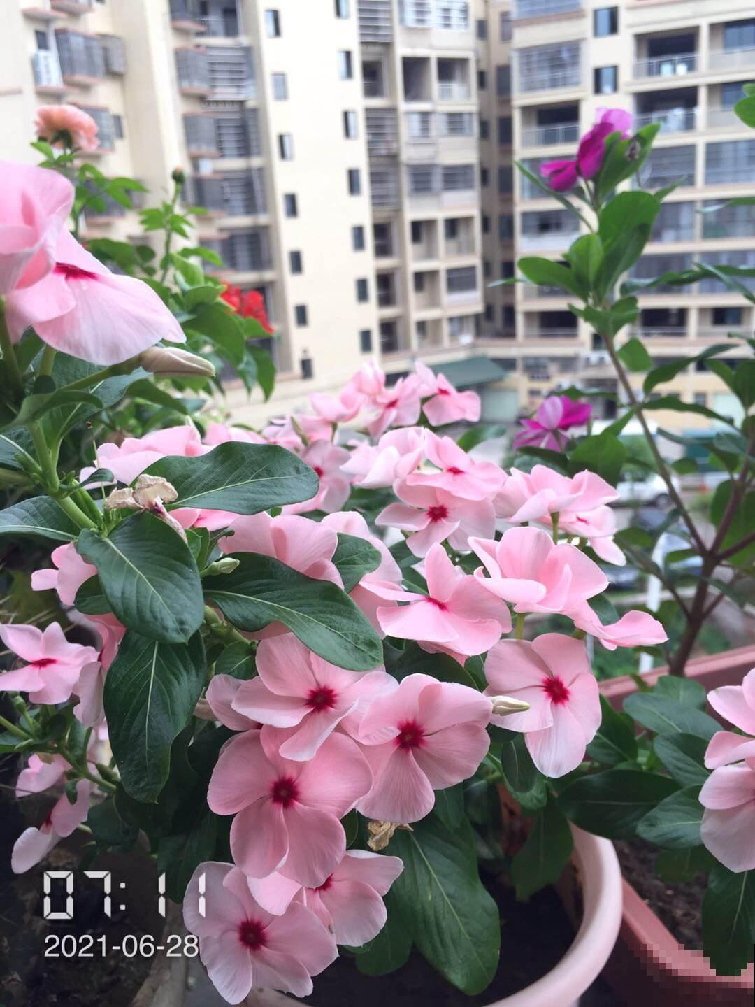 自制养花杀虫水，效果好没污染，安全放心