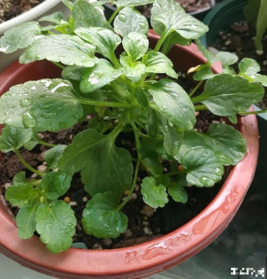 秋天在家养盆“香香花”，满屋子香味，还特耐寒