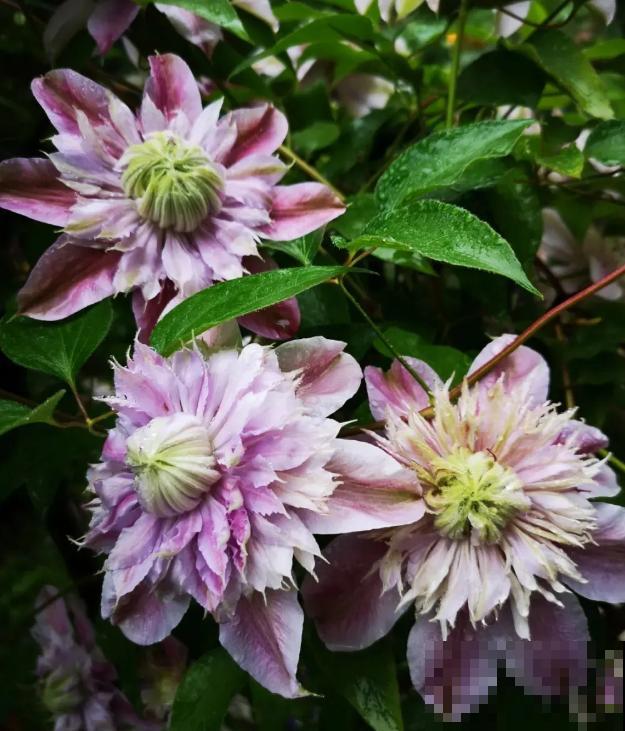 “花园三宝”之一,1年能开花上百天,冬天特别抗寒! “花园三宝”之一,1年能开花上百天,冬天特别抗寒!