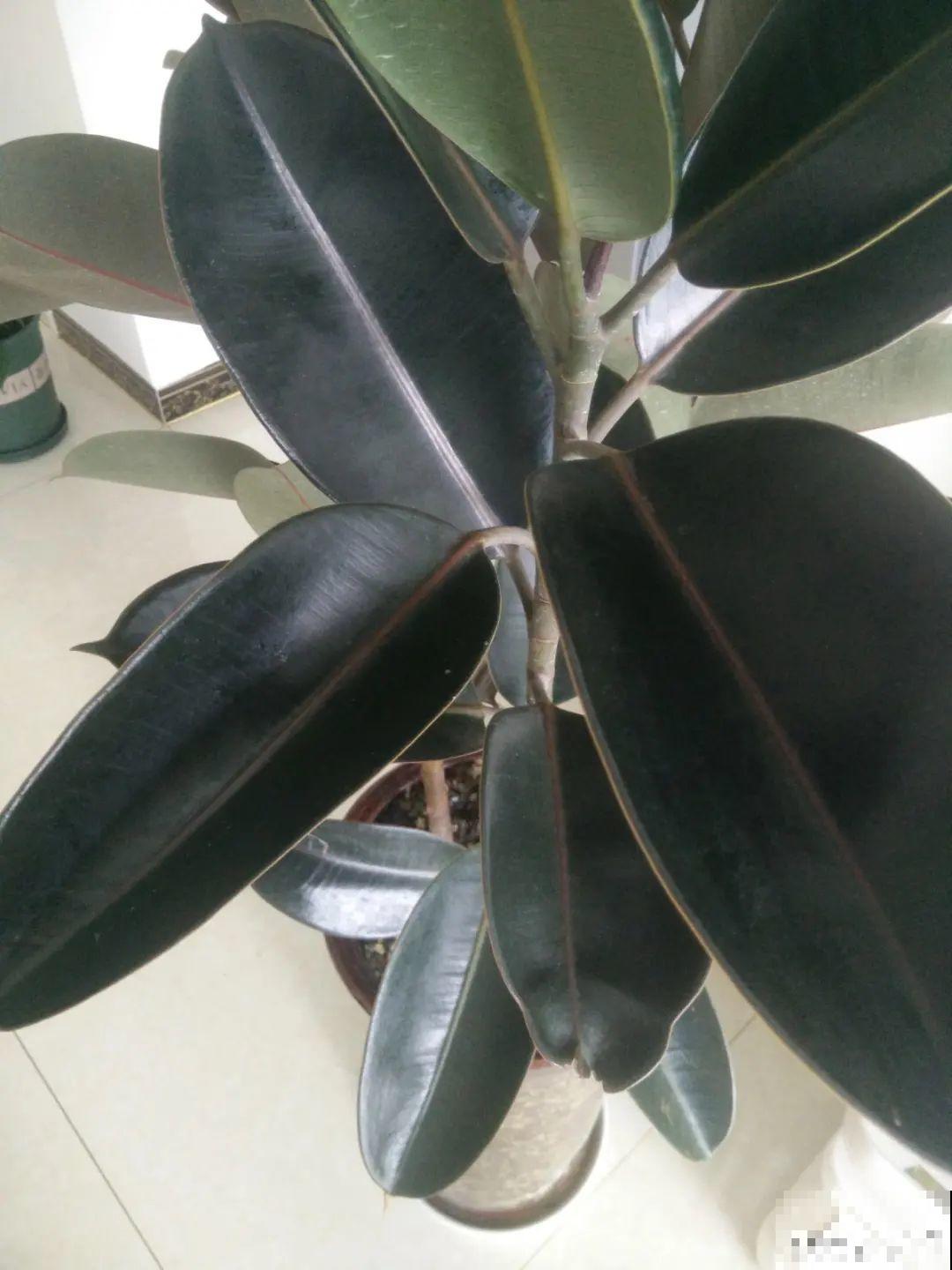 10种花得穷养，盆越小、水越少，越长得旺