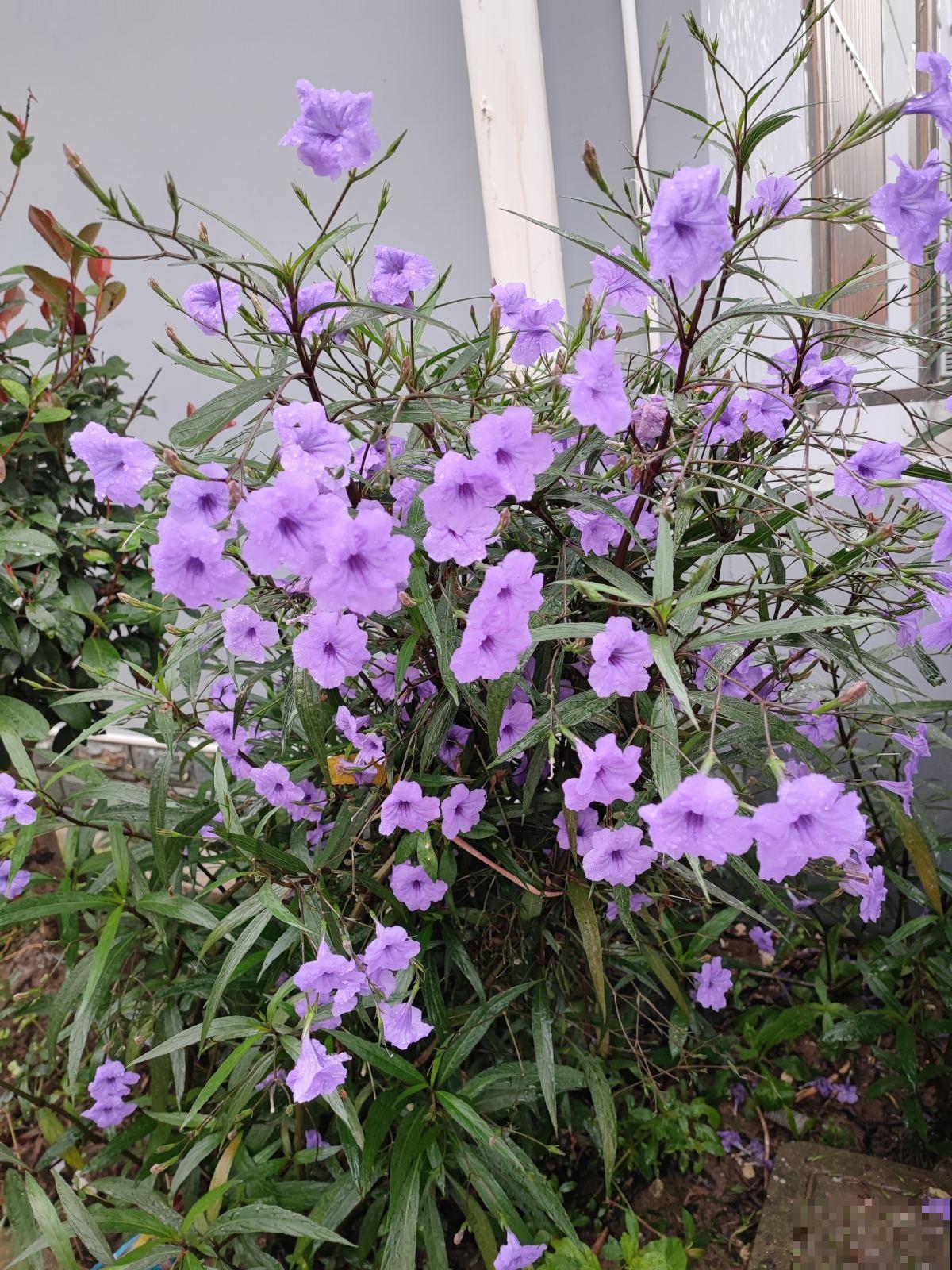 养花先养根，3个养根小技巧，植物呼呼长出白根