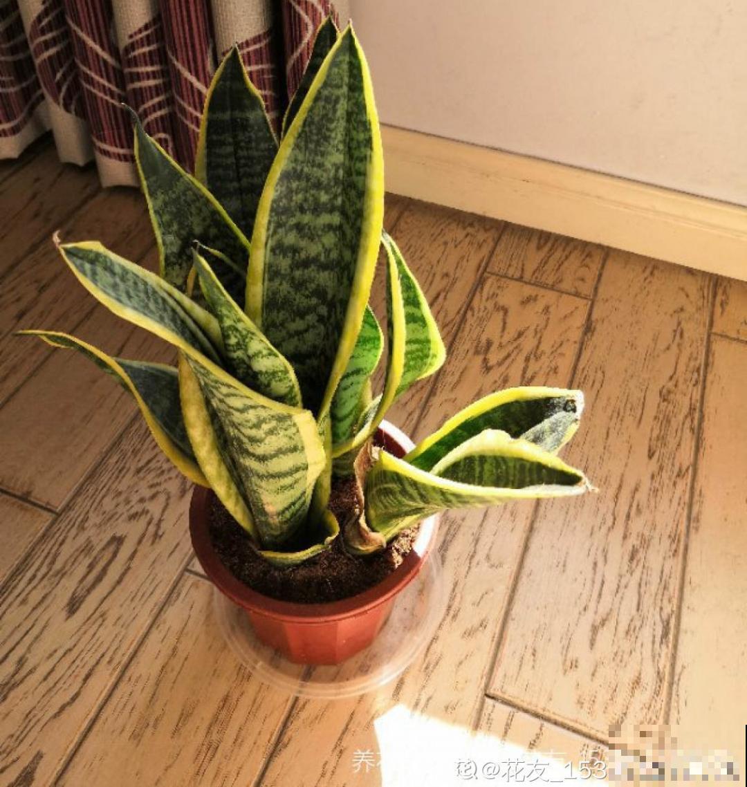 温度低于8度,8种花断水、断肥,明年开花更多 温度低于8度,8种花断水、断肥,明年开花更多