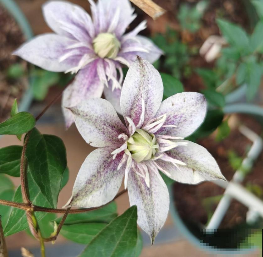 4种花可以放心“跟风”，好养开花多，越冷颜色越好看