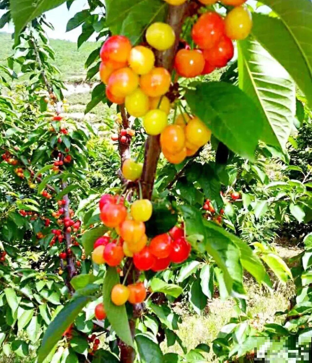 不良商贩真缺德，高价卖假货，不少人都上当