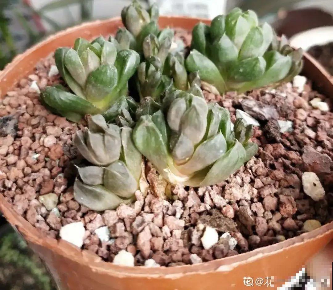 10种“怕晒花”，越晒死越快，半阴地儿反倒长得旺