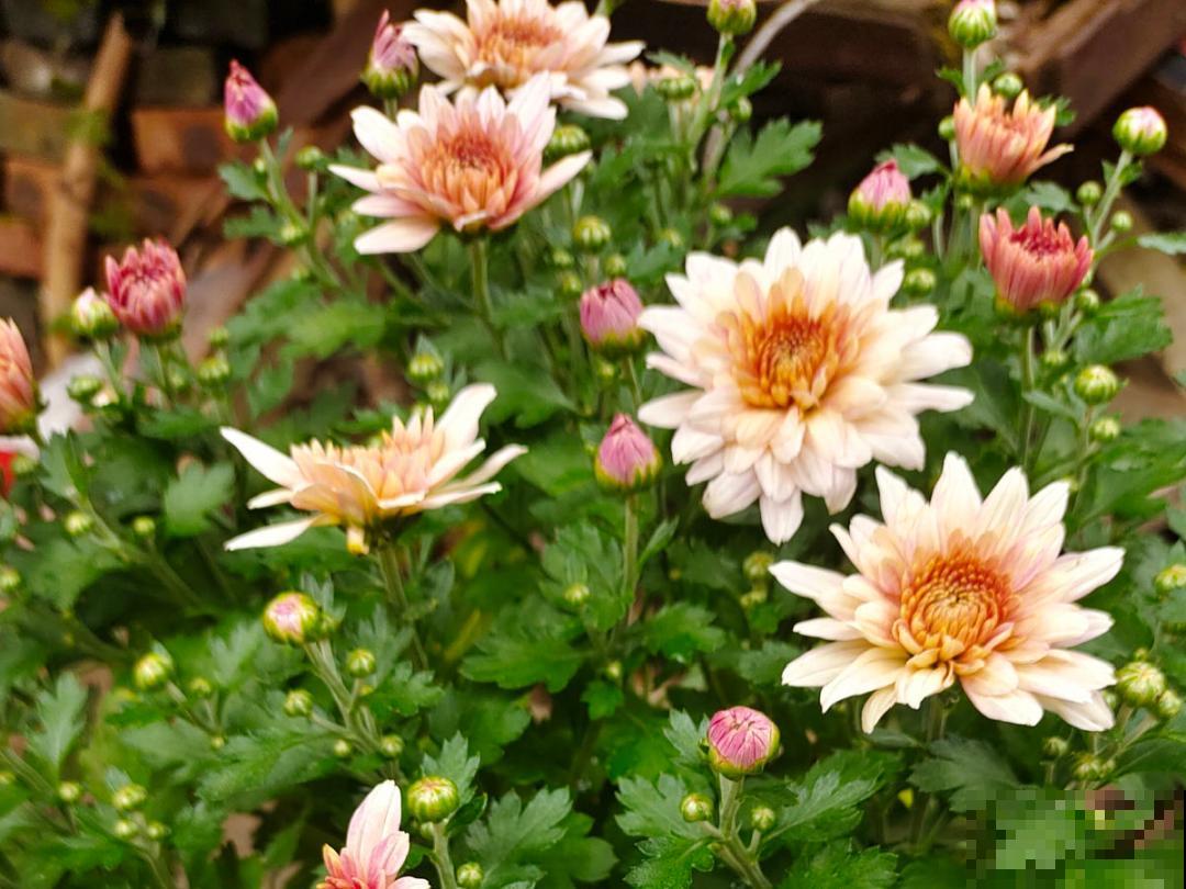 入秋一盆水,休眠的花“醒了”,猛长大花苞 入秋一盆水,休眠的花“醒了”,猛长大花苞