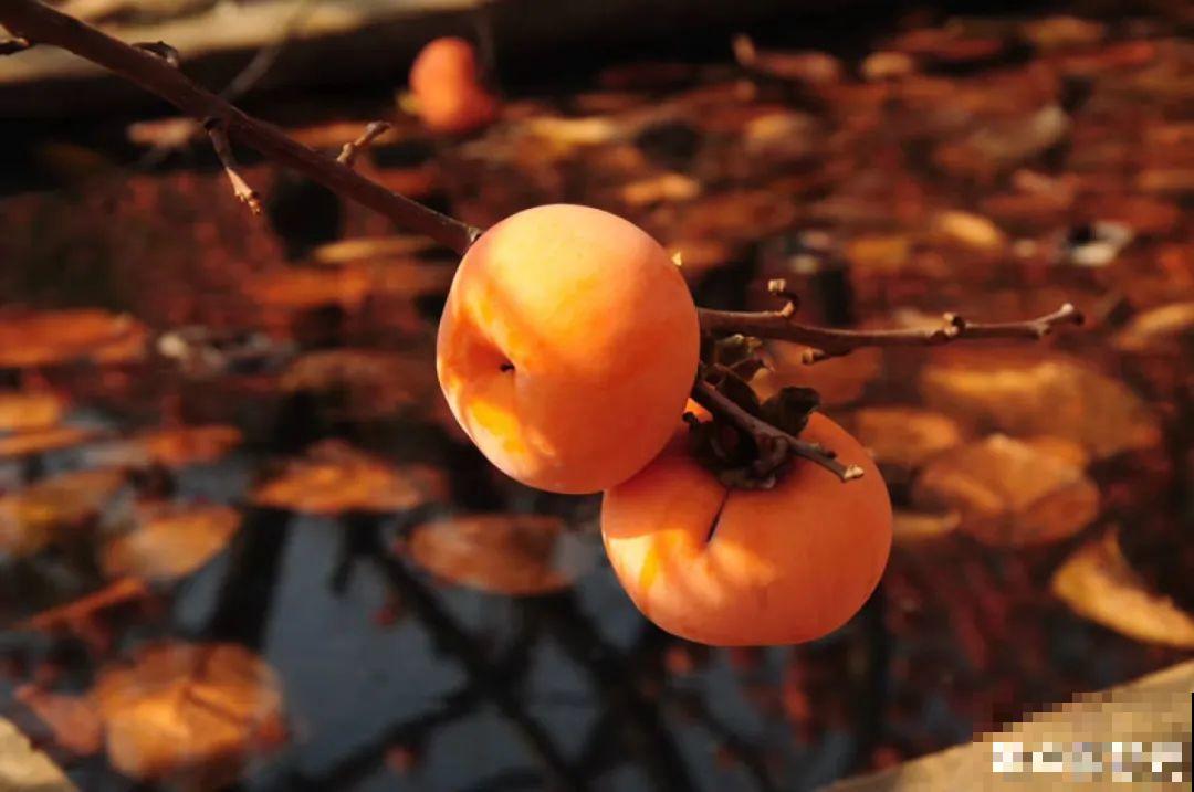 带着父母回农村，把老院子种满花，过简单生活