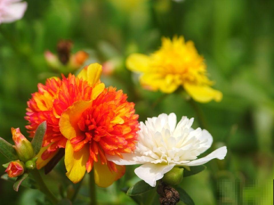 4种带“钱”的植物,在家养招财旺运,关键是太好养 4种带“钱”的植物,在家养招财旺运,关键是太好养