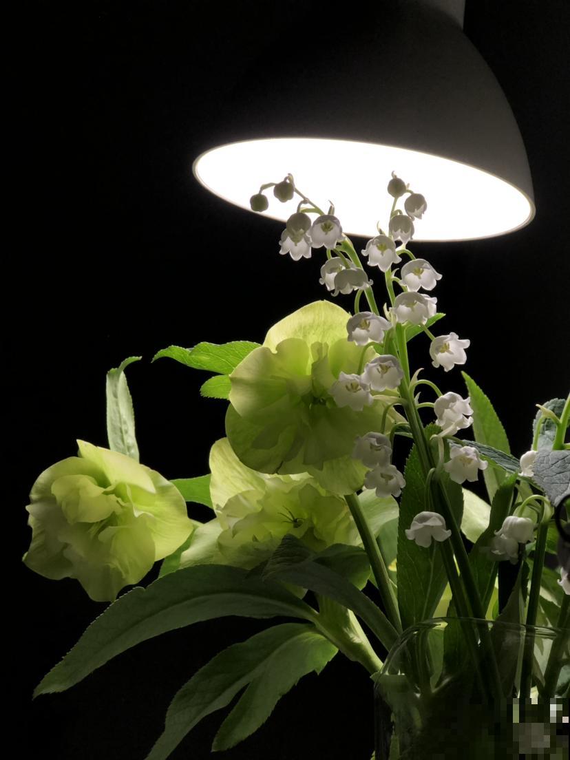 1种花名叫“铃兰”，零下15度也能开花，开出一串串“小铃铛”